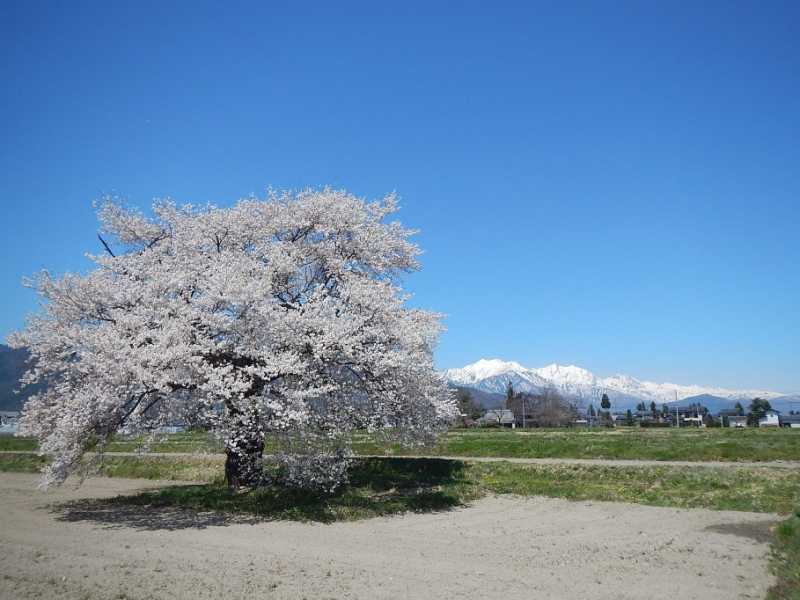 松川村、大町市南部の桜が見頃です。