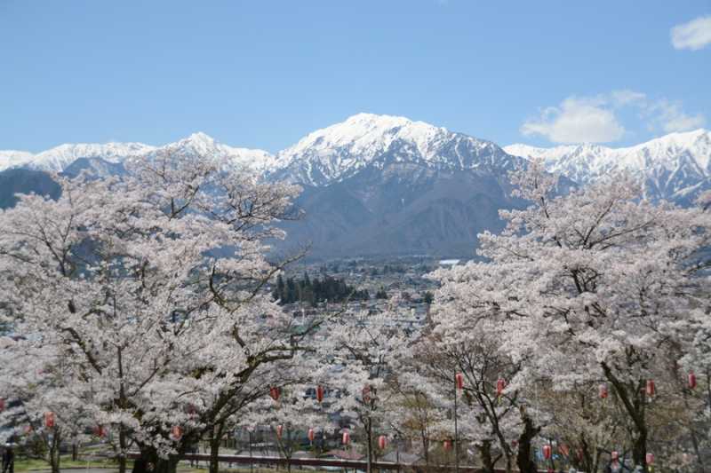 大町市内桜満開！　大町公園