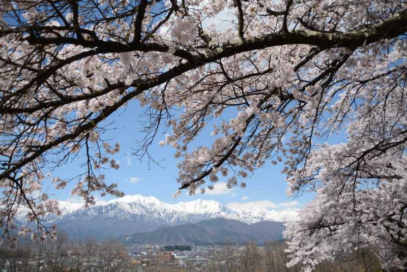 大町市内桜満開！　大町霊園