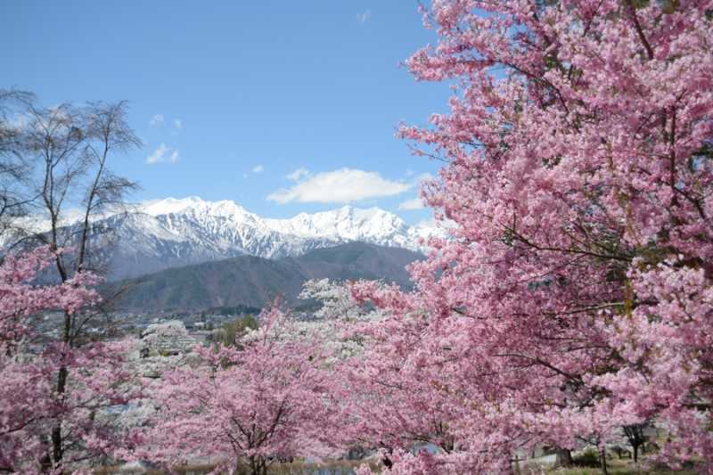 大町市内桜満開！　北山田町、市民の森