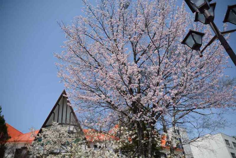 大町温泉郷桜満開！