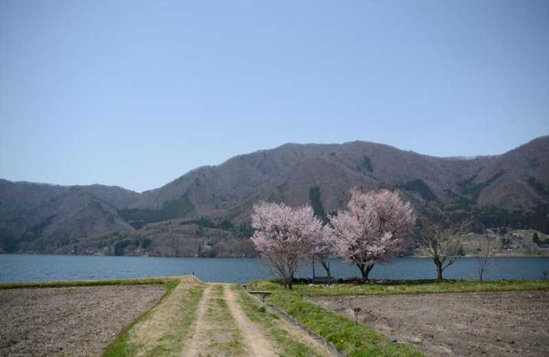 大町市内桜満開！　木崎湖