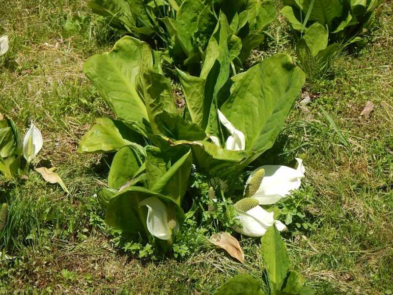 水芭蕉が見頃です。宮の森自然園