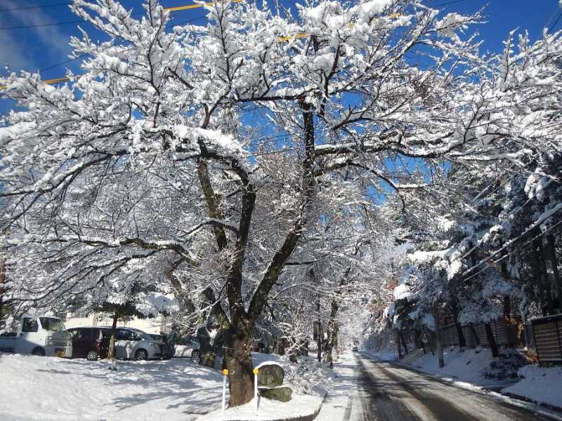 雪景色（昨晩は雪が降りました）