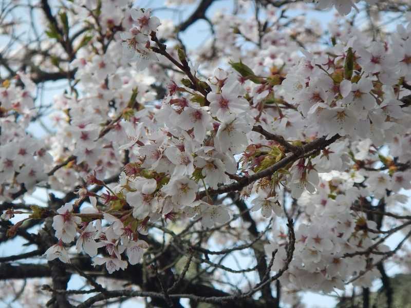 大町市内桜情報 ～大町公園、大町霊園、北山田町、市民の森～