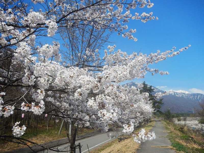 大町温泉郷の桜