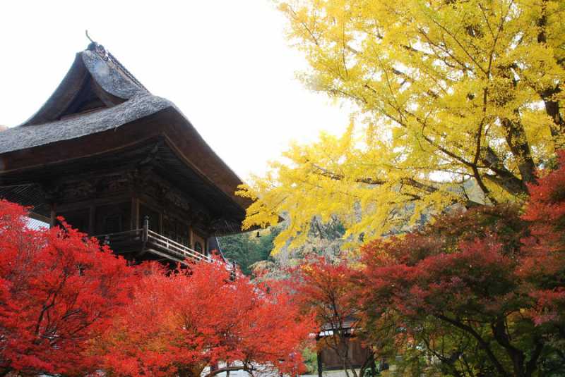 紅葉の名所「霊松寺」秋の内部拝観付宿泊プラン