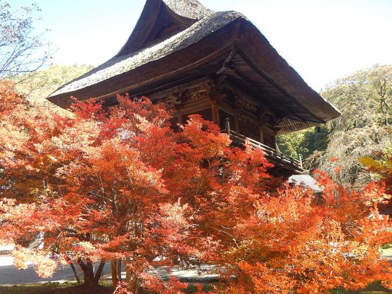 霊松寺、高瀬渓谷の紅葉が見頃になってきました。