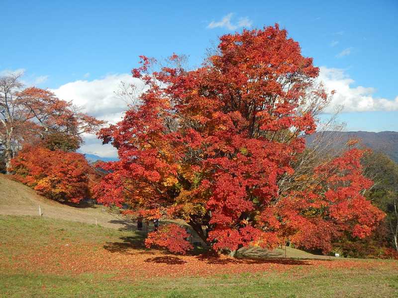 大町市内、池田町の紅葉見頃です。