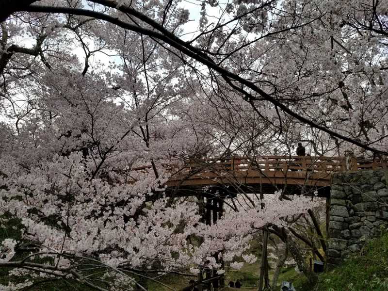 高遠城址公園の桜が見ごろです。