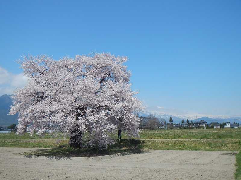 松本～大町温泉郷　桜情報