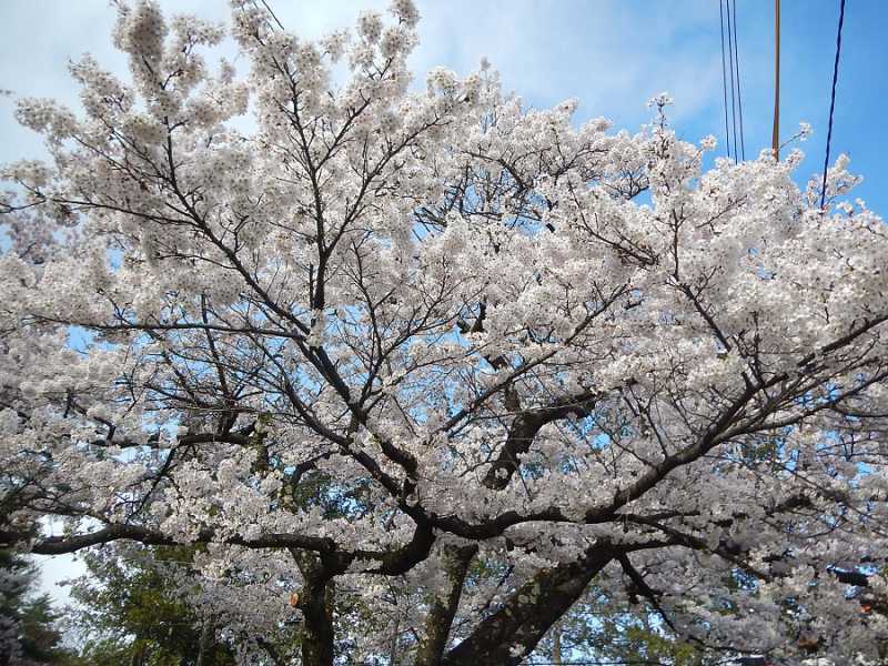 大町温泉郷の桜が満開です！