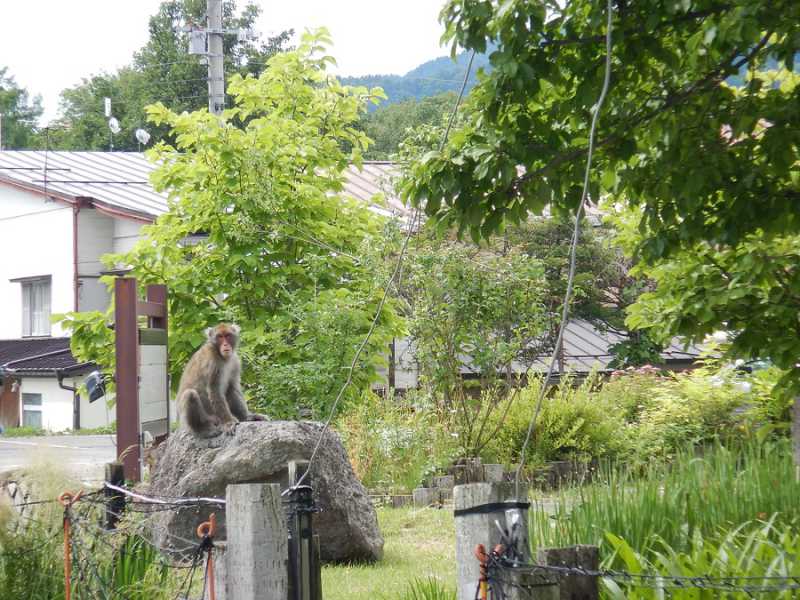 猿の散歩と食事　黒部観光ホテルの正面庭