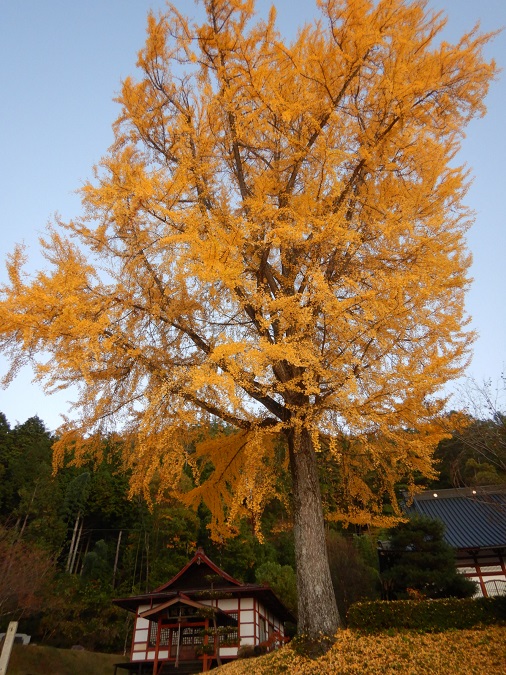 池田町 長福寺　紅葉