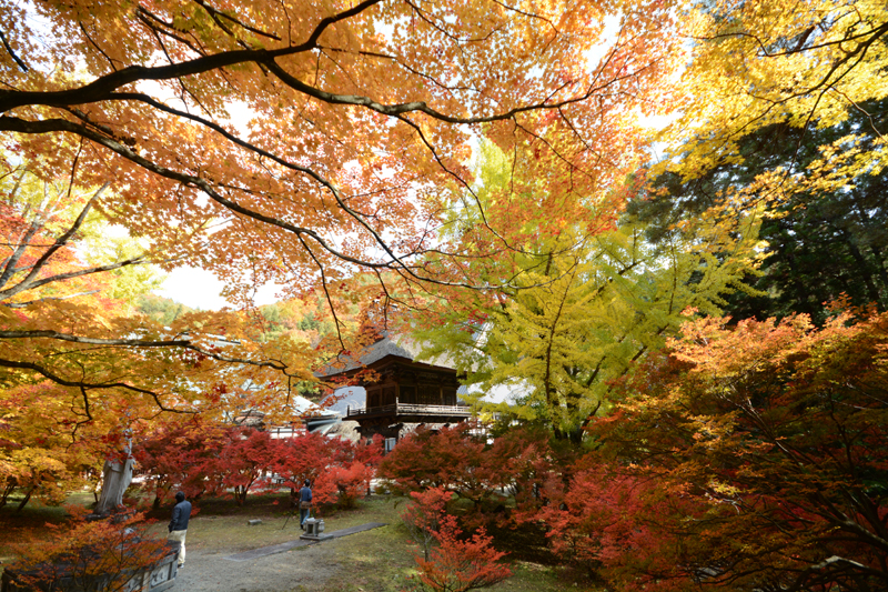 霊松寺の紅葉が見頃です。