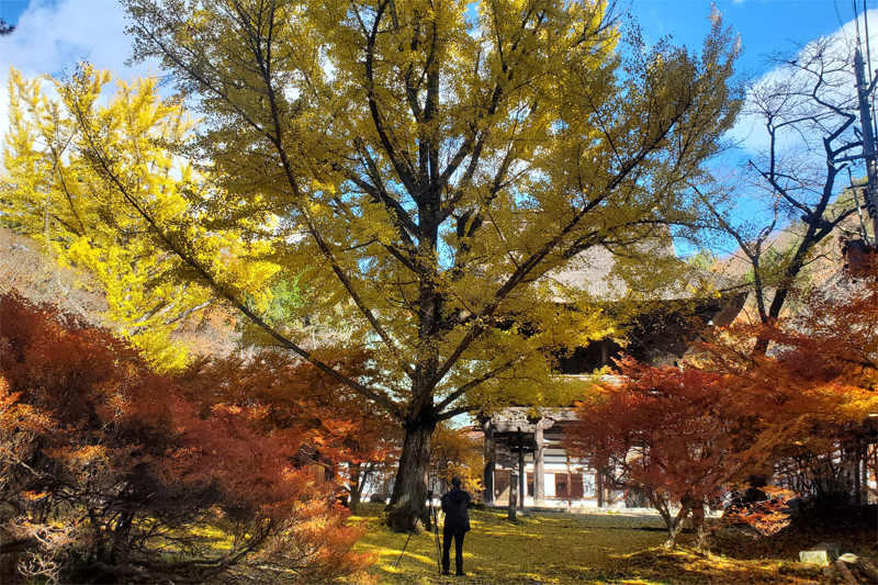 紅葉は低い山～市街地へ。霊松寺の紅葉もう少し。